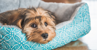 Avvelenamento, cosa fare per la salute del cane