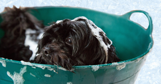 Come far piacere il momento del bagnetto al tuo cane