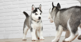 Come far socializzare il proprio cucciolo di cane