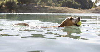 Consigli per un nuoto sicuro del cane