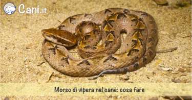 Morso di vipera nel cane: cosa fare