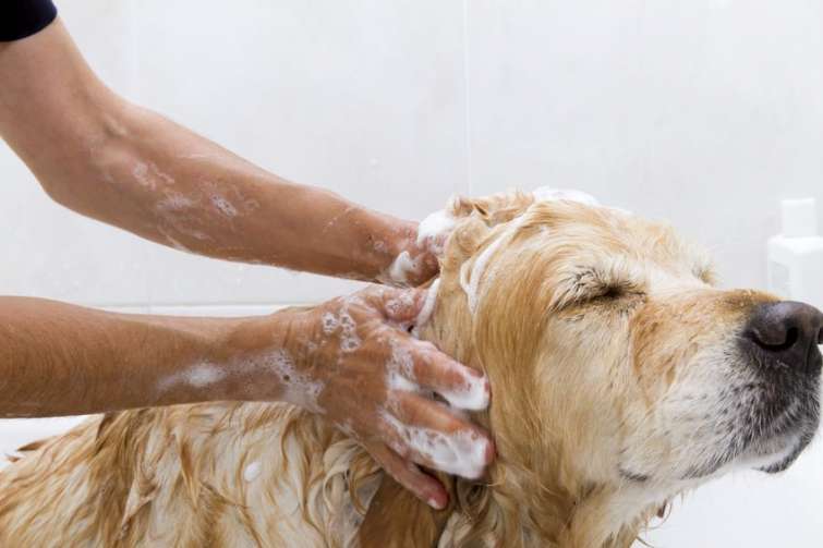 Come pulire il cane