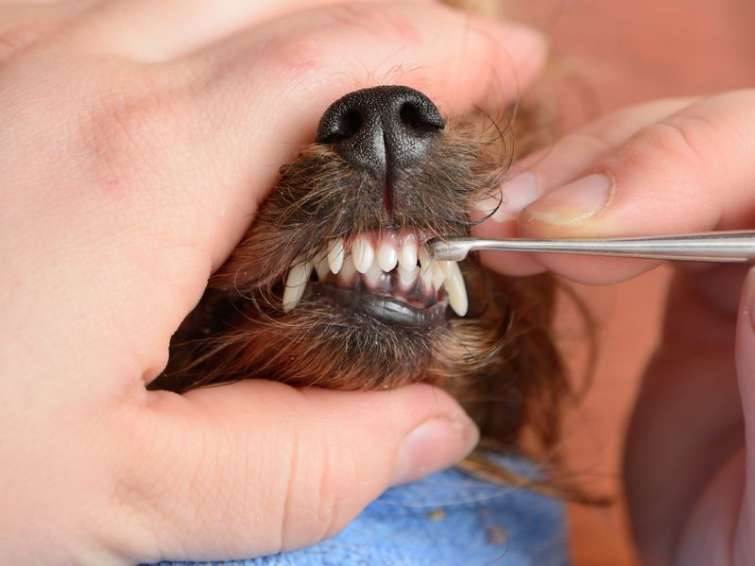 Igiene Orale - Detartrasi ai denti del cane