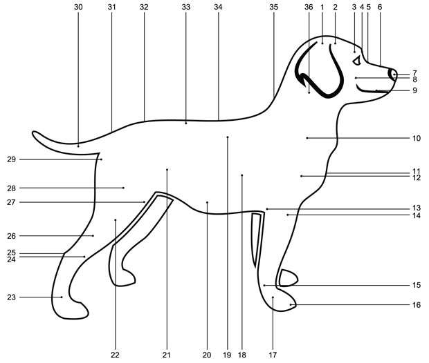 Caratteristiche morfologiche del cane