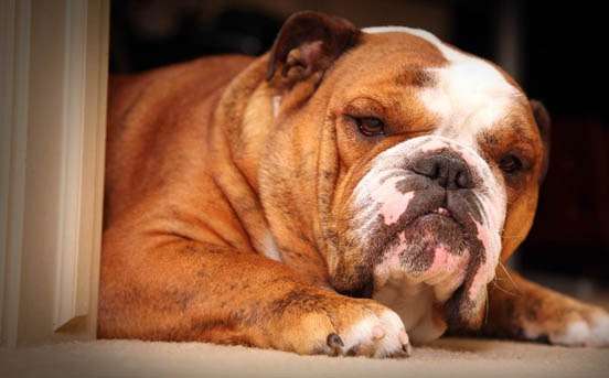 Bulldog Inglese : caratteristiche