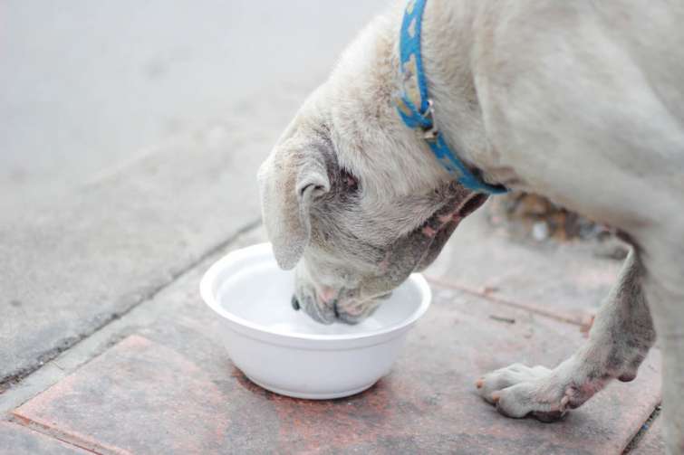 Alimentazione del cane in gravidanza