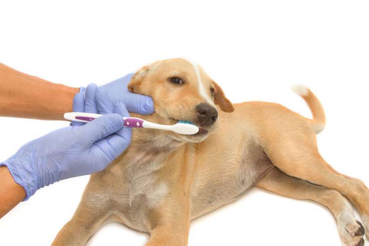 Come pulire i denti del cane in poche semplici mosse.