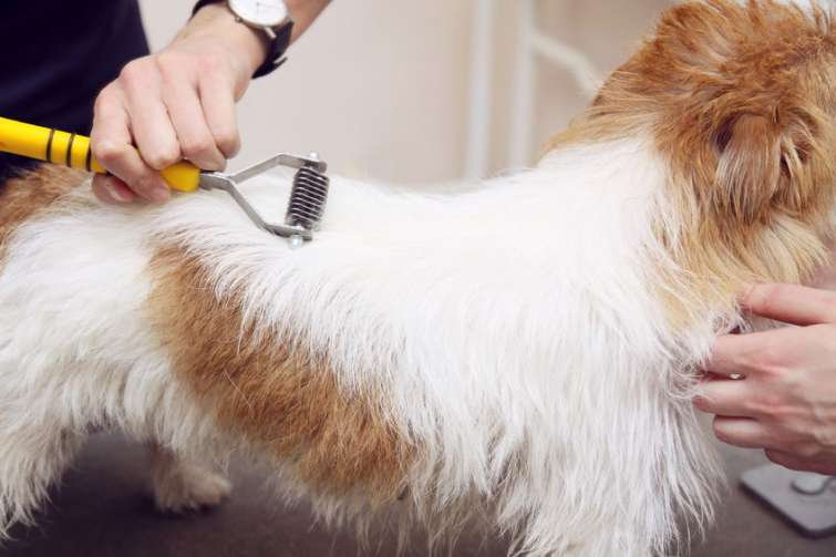 Stripping e Trimming: la salute del cane attraverso la cura del pelo