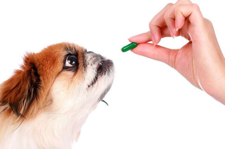 Come si somministra una pillola al cane