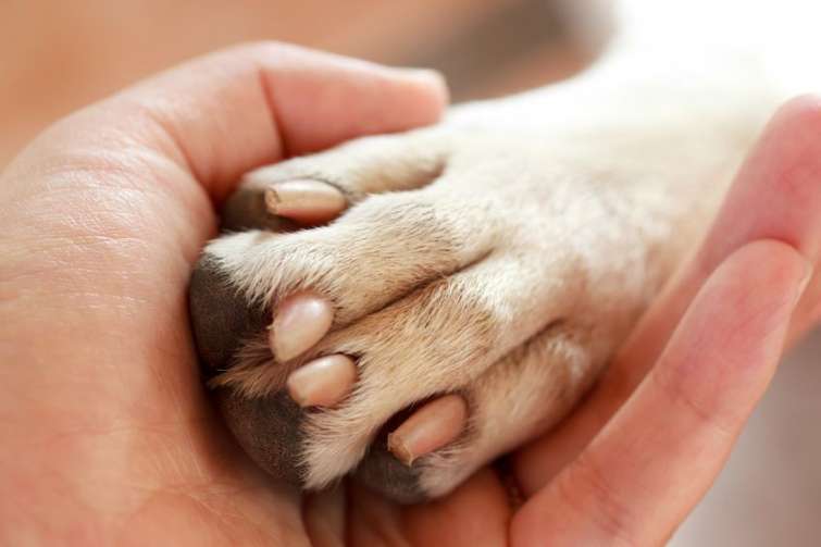 Come si cura una spina nella zampa del cane