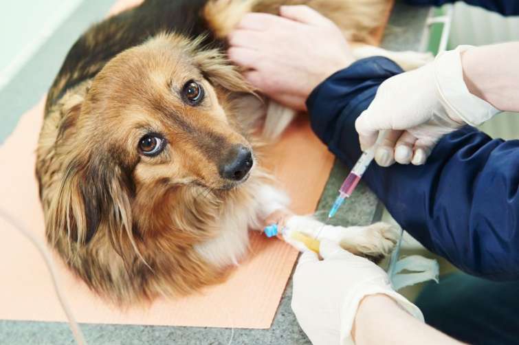 Esistono banche del sangue per il cane? Come funzionano?