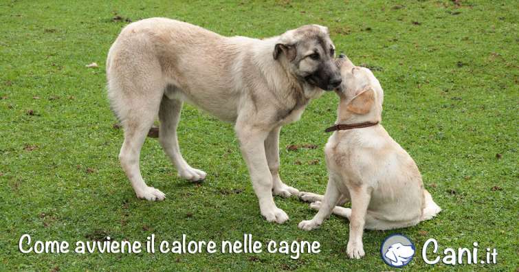 Come avviene il calore nelle cagne