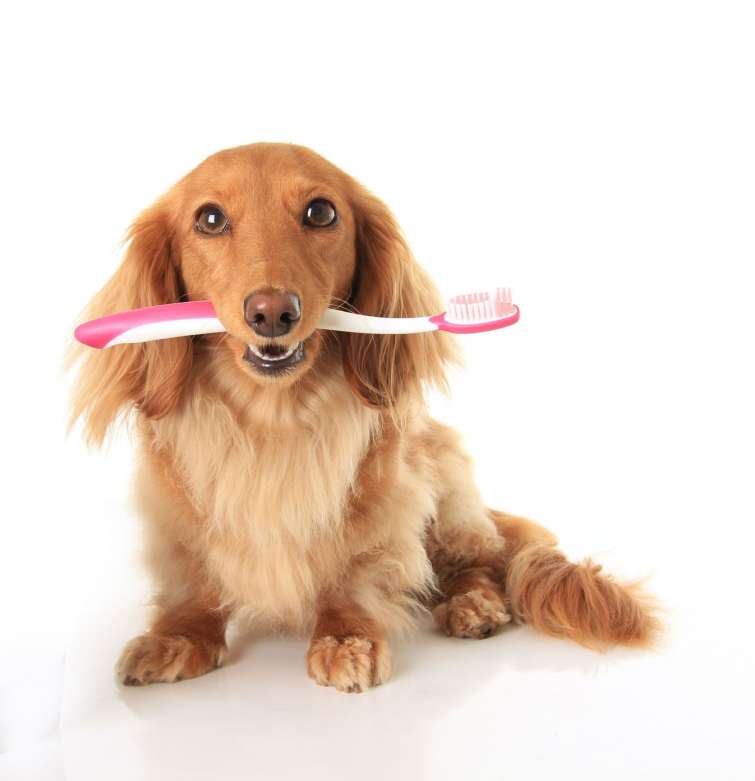 Cura dei denti del cane