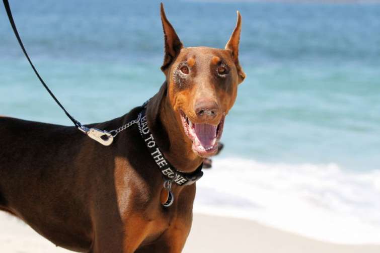 A Bibione arriva l\'ambulanza per i cani