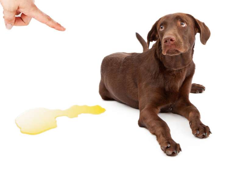 Conoscere i segnali del cane: Quando deve fare la pipì