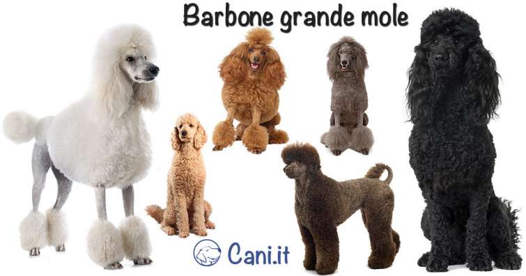 Variante della razza Barbone: Barbone Grande Mole