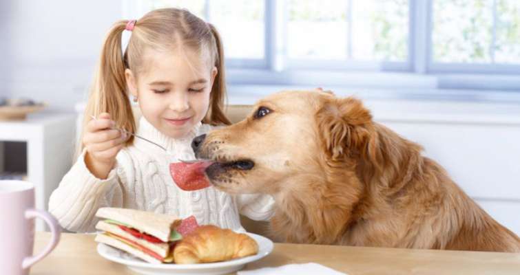 Addestrare un cane a non chiedere cibo a tavola