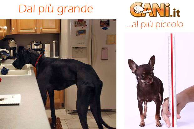 Guinness dei primati: il cane più alto e quello più piccolo del mondo