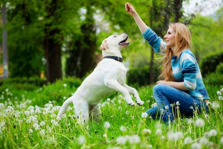 Il problem solving: l\'attivazione mentale per un cane sempre in forma