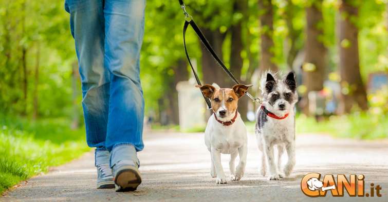 Tutte le regole da rispettare quando si porta il cane a passeggio