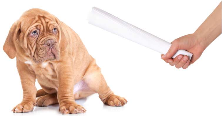 È sbagliato punire o rimproverare il tuo cane quando combina un guaio?