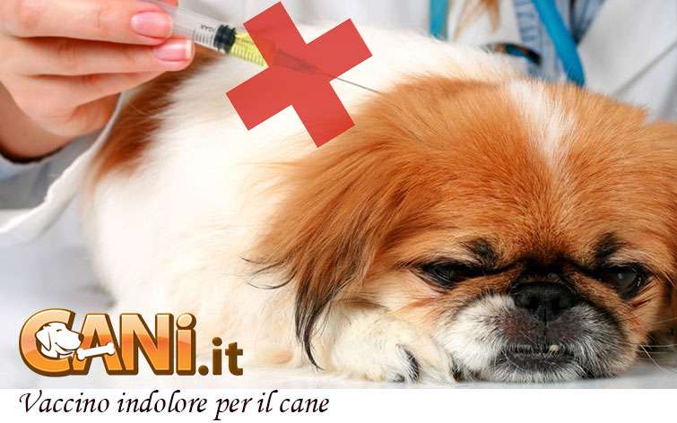 Vaccino Indolore per cani