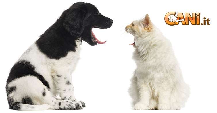 Insegnare al cane di smettere di abbaiare a gatti o a qualsiasi altra cosa