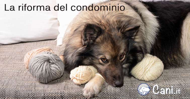 Cani in appartamento, cosa è cambiato con la riforma del condominio