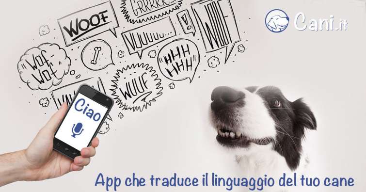 Google Animal Translate: l\'App rivoluzionaria che traduce il linguaggio dei cani