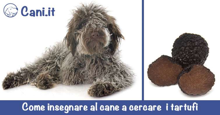 Come insegnare al cane a cercare i tartufi