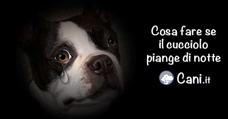 Cosa fare se il cucciolo di cane piange di notte