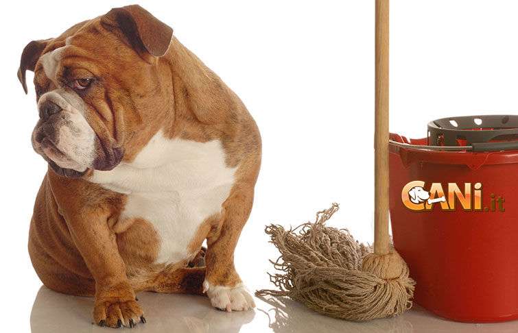 Come rimuovere l\'odore dell\'urina dei cani e realizzare dei repellenti naturali