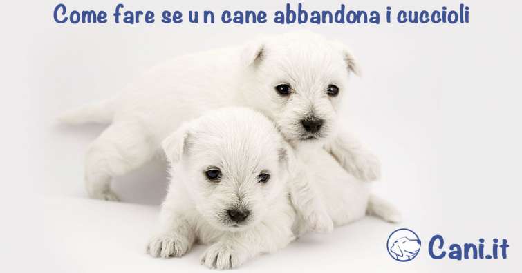 Come fare se un cane abbandona i cuccioli