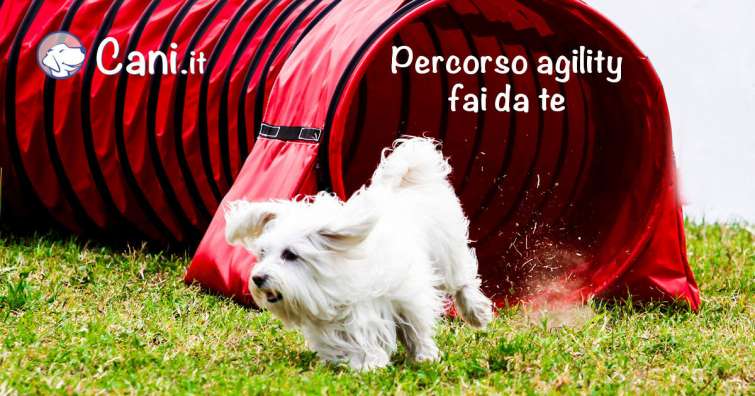 Percorso agility fai da te per cani