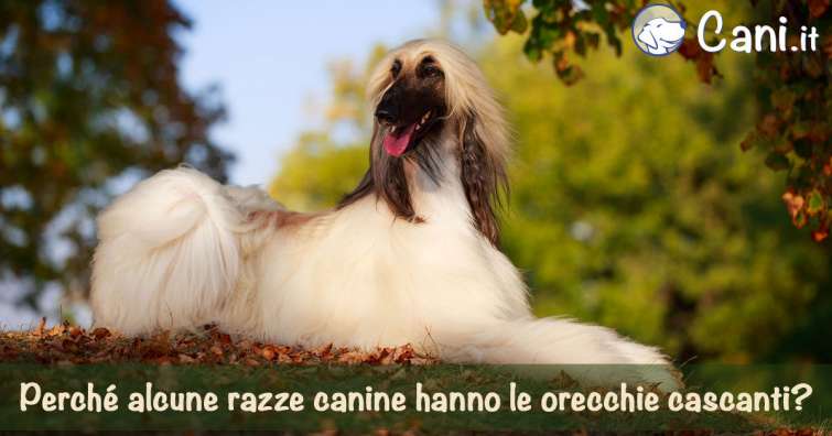 Perché alcune razze canine hanno le orecchie cascanti?