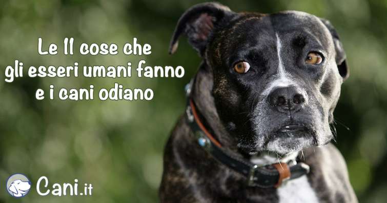 11 cose che gli esseri umani fanno e i cani odiano