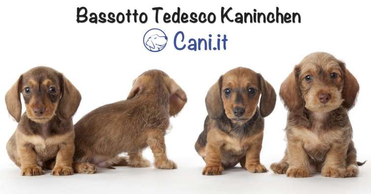 Bassotto Tedesco Kaninchen