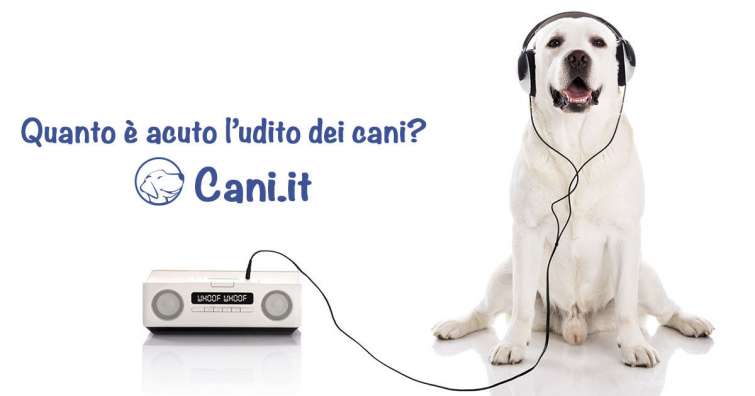 Quanto è acuto l’udito dei cani?