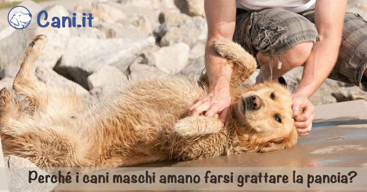 Perché i cani maschi amano farsi grattare la pancia?