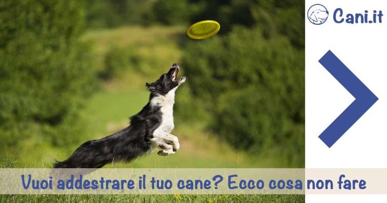 10 Errori comuni nell\'addestramento del cane