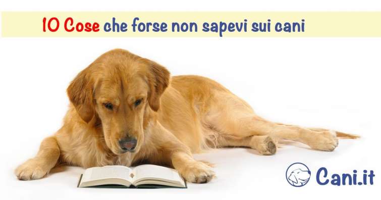 10 cose che forse non sapevi sui cani