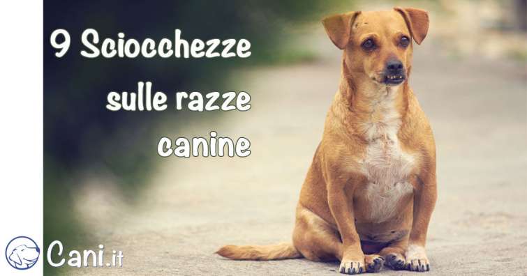 9 sciocchezze sulle razze canine