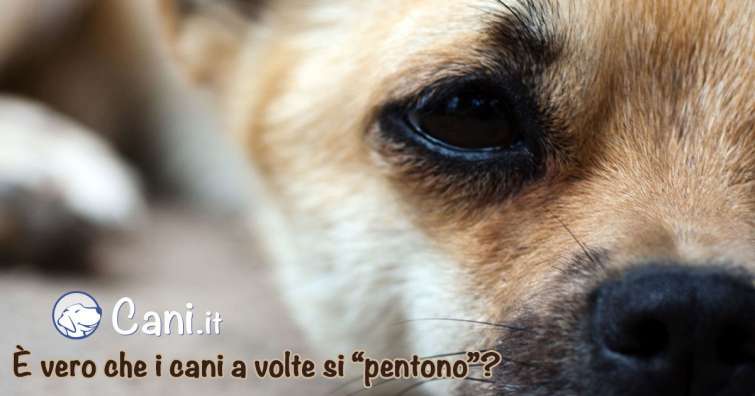 È vero che i cani a volte si “pentono”?