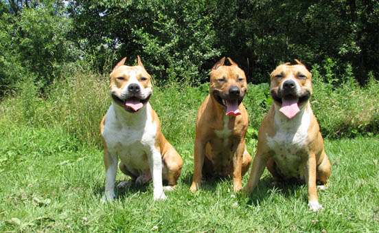 L’Amstaff e le buche in giardino