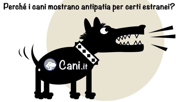 Perché i cani mostrano antipatia per certi estranei?