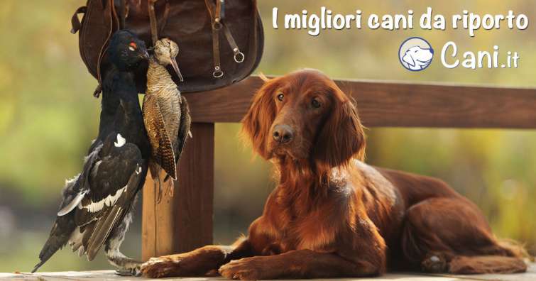 I migliori cani da riporto