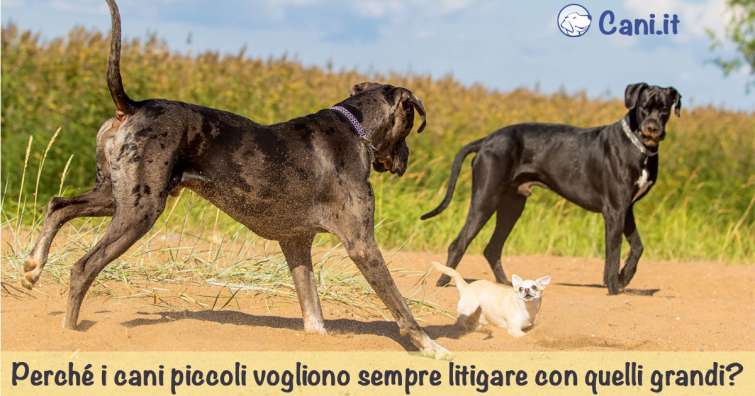 Perché i cani piccoli vogliono sempre litigare con quelli grandi?