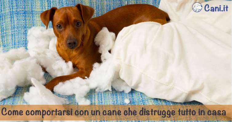 Come comportarsi con un cane che distrugge tutto in casa