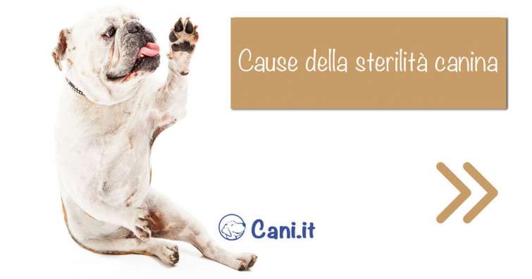 Cause della sterilità canina