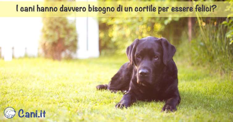 I cani hanno davvero bisogno di un cortile per essere felici?